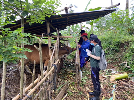 Vaccination of Mouth and Nail Diseases (PMK) in Kerta Village Collaboration Students from the Faculty of Veterinary Medicine, Udayana University and the Gianyar Regency Agriculture Office